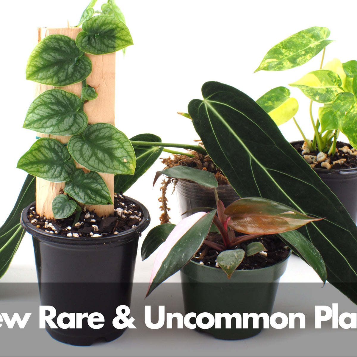 New Rare and Uncommon Plants  Canopy Plant Co.