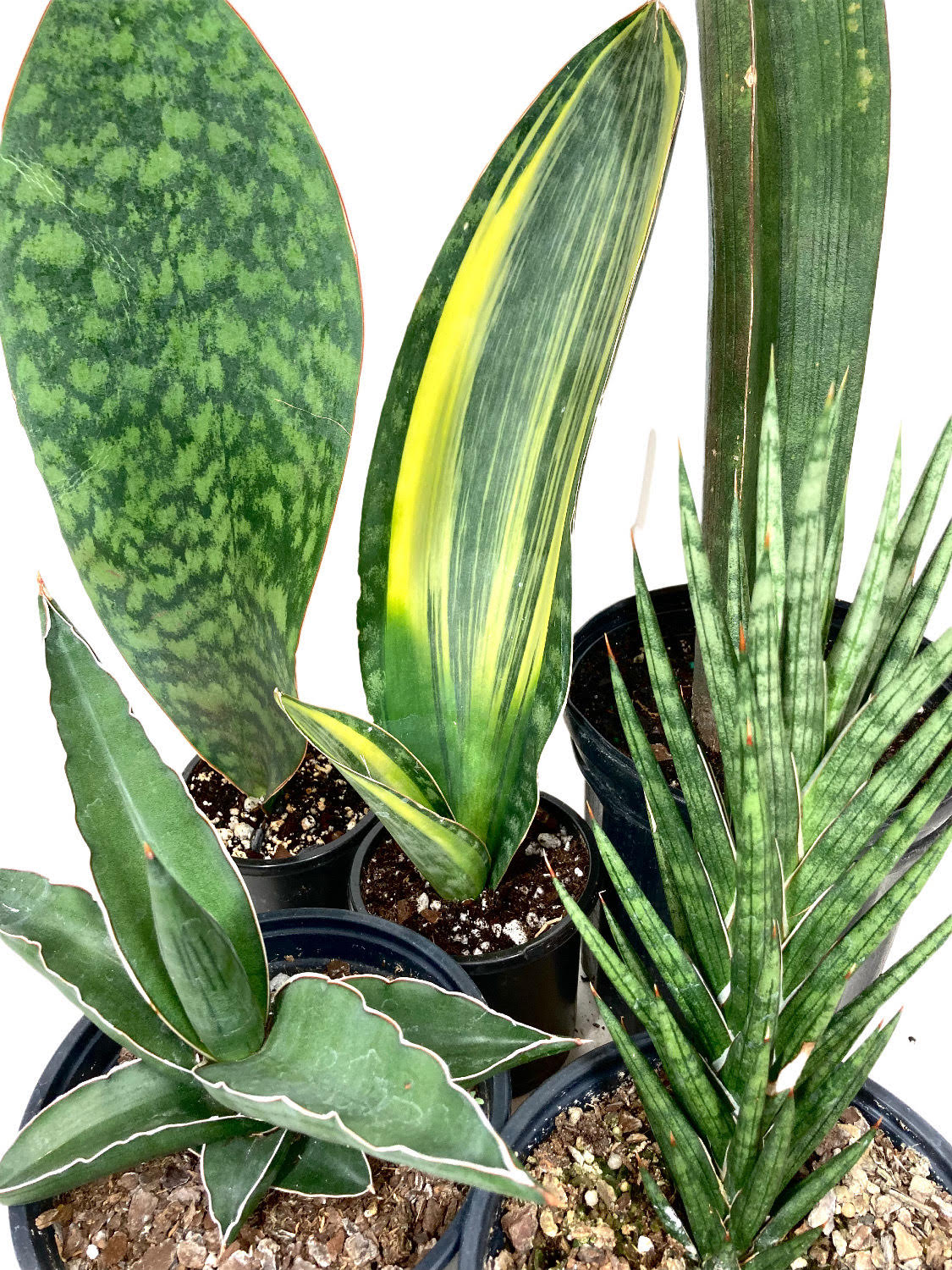 Sansevieria – Canopy Plant Co.