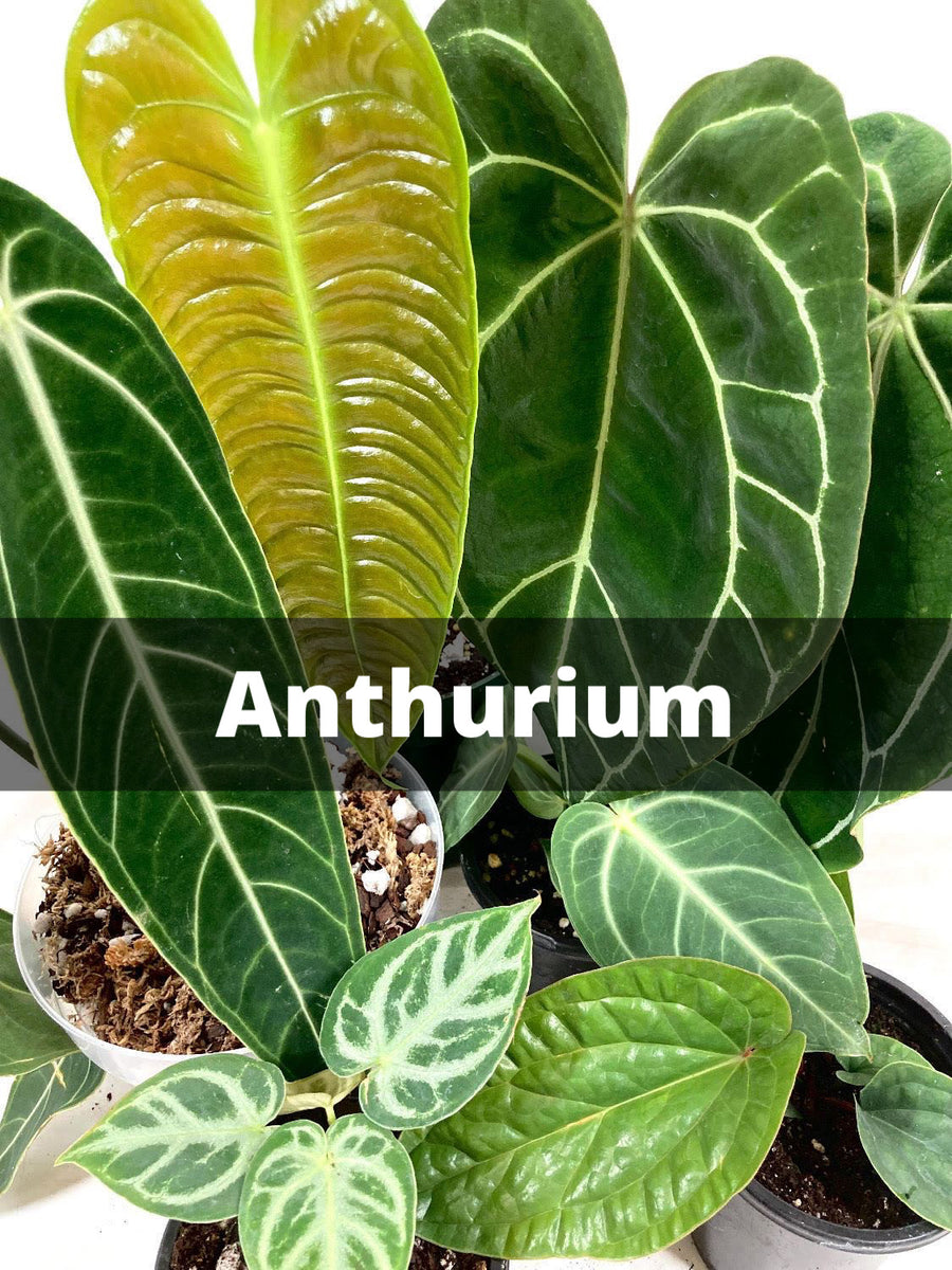 Anthurium  Canopy Plant Co.