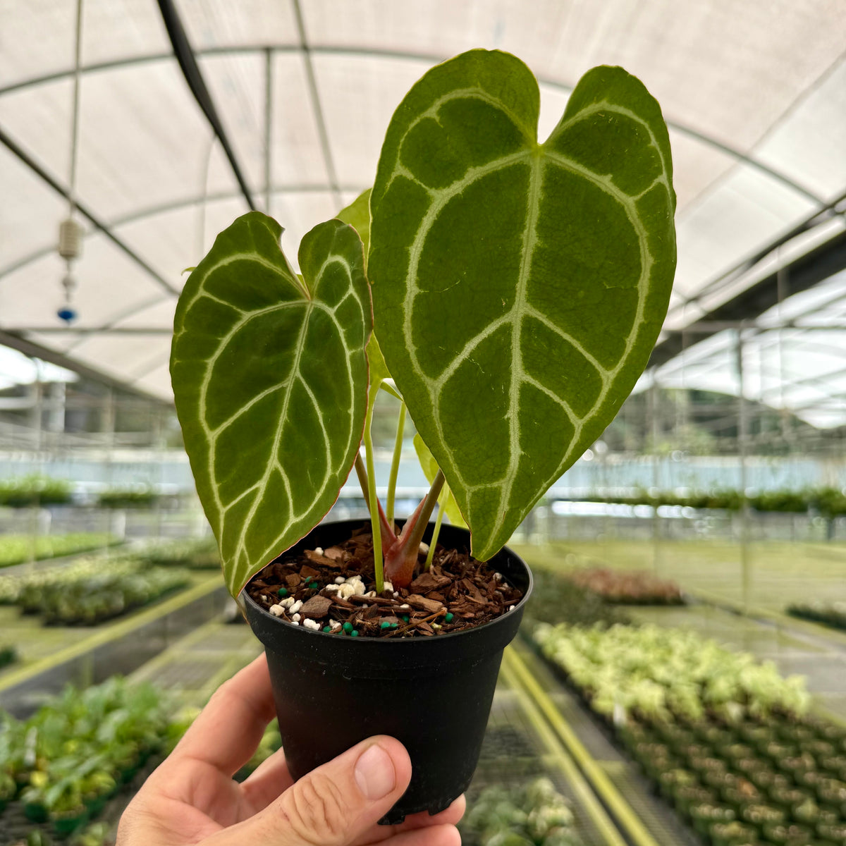 anthurium height 4" Anthurium crystallinum – Canopy Plant Co