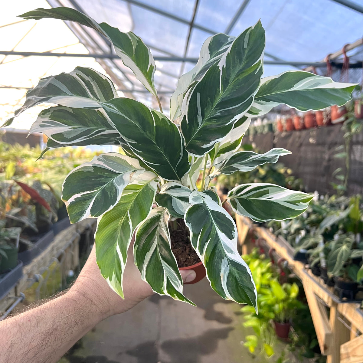 white fusion calathea care 4