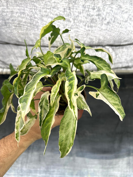 4" Syngonium Starlite - Canopy Plant Co.