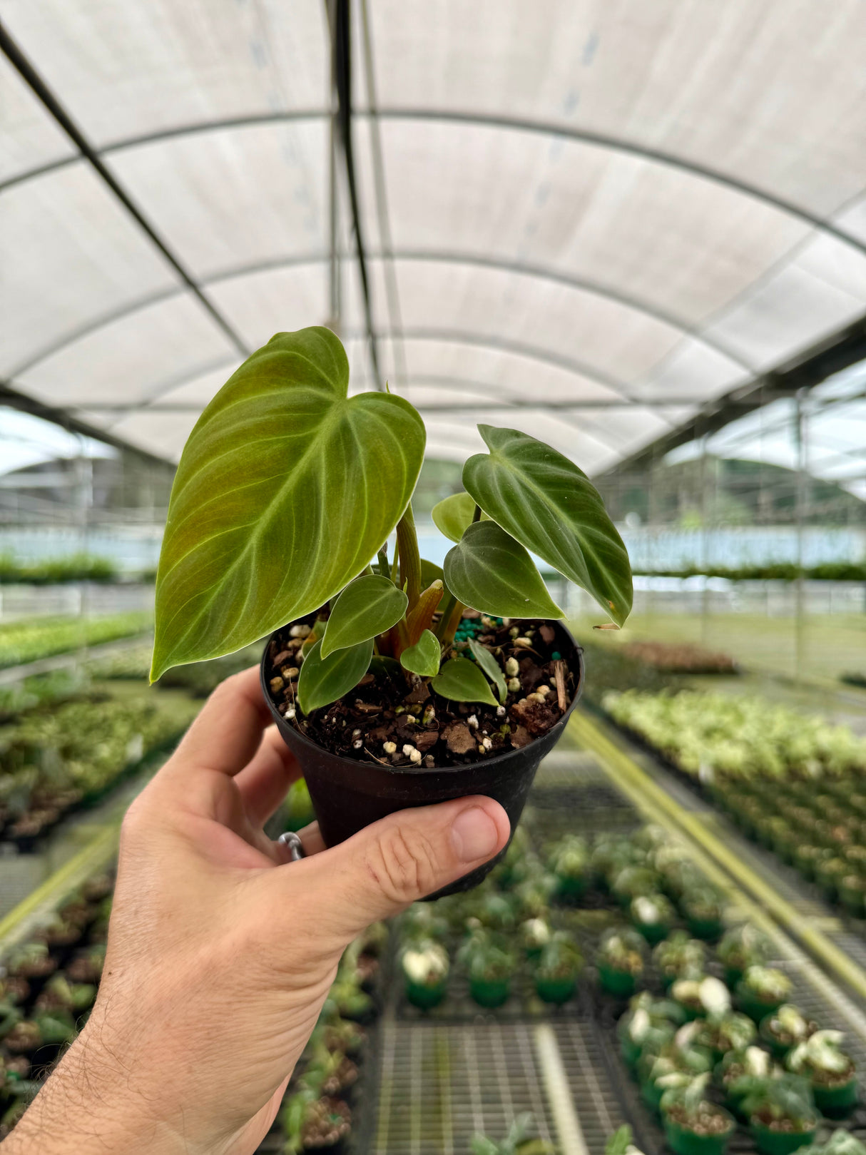 4” Philodendron rubrijuvenile 'El Choco'