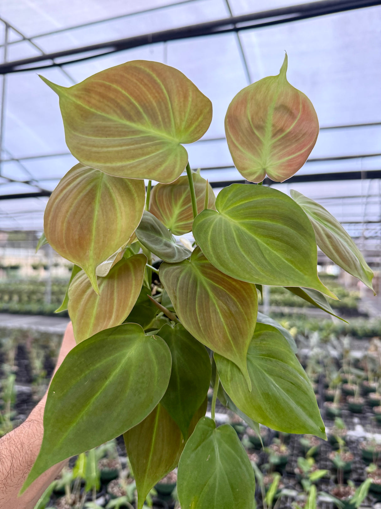 4" Philodendron camposportoanum