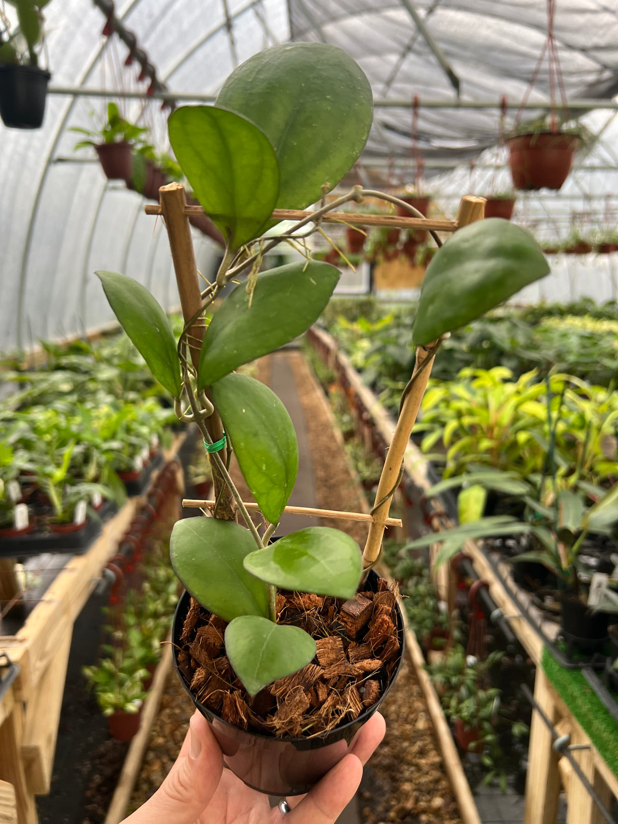 4” Hoya Nathalie