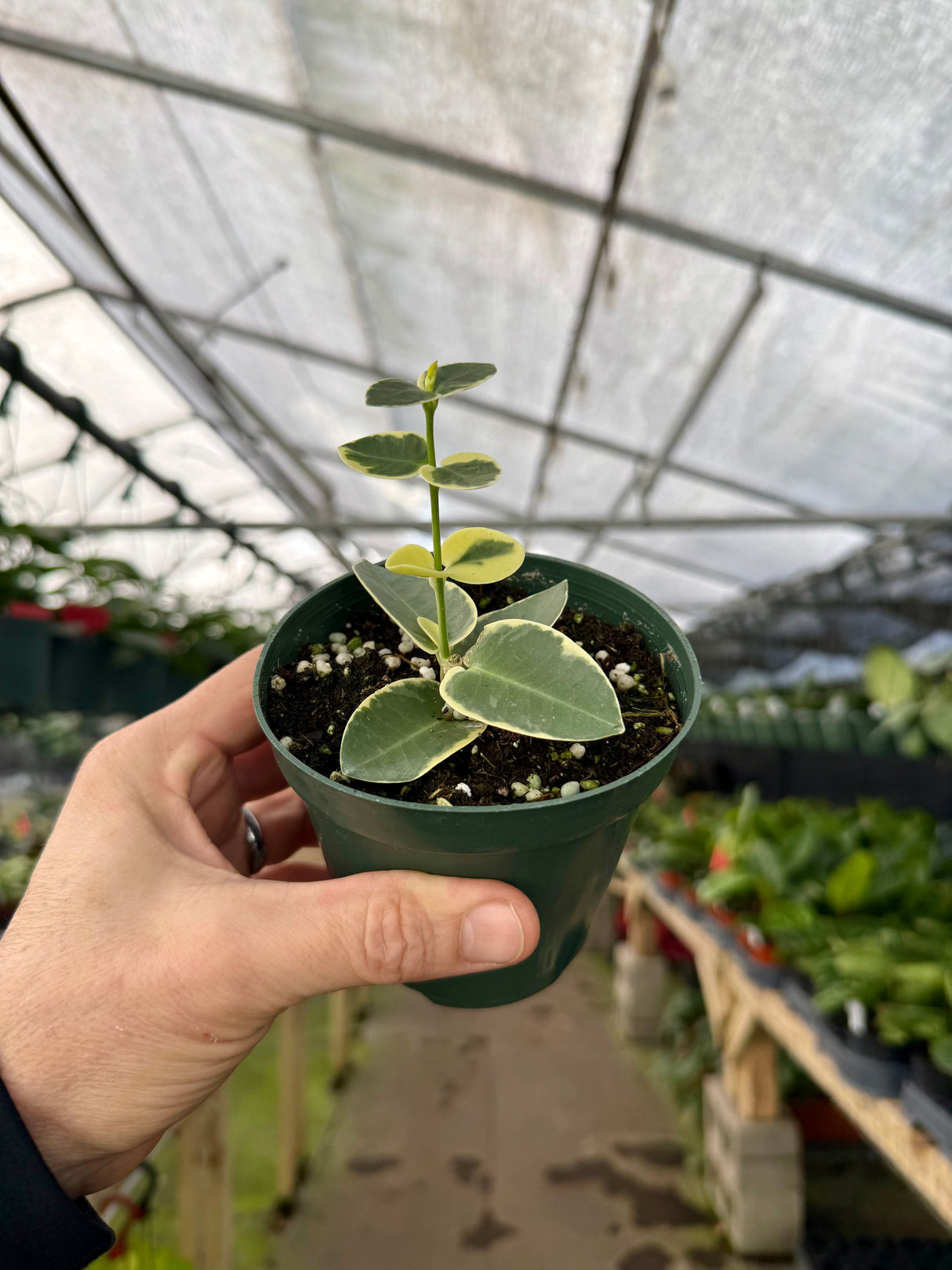 4" Hoya cumingiana variegated (albo) - Canopy Plant Co.