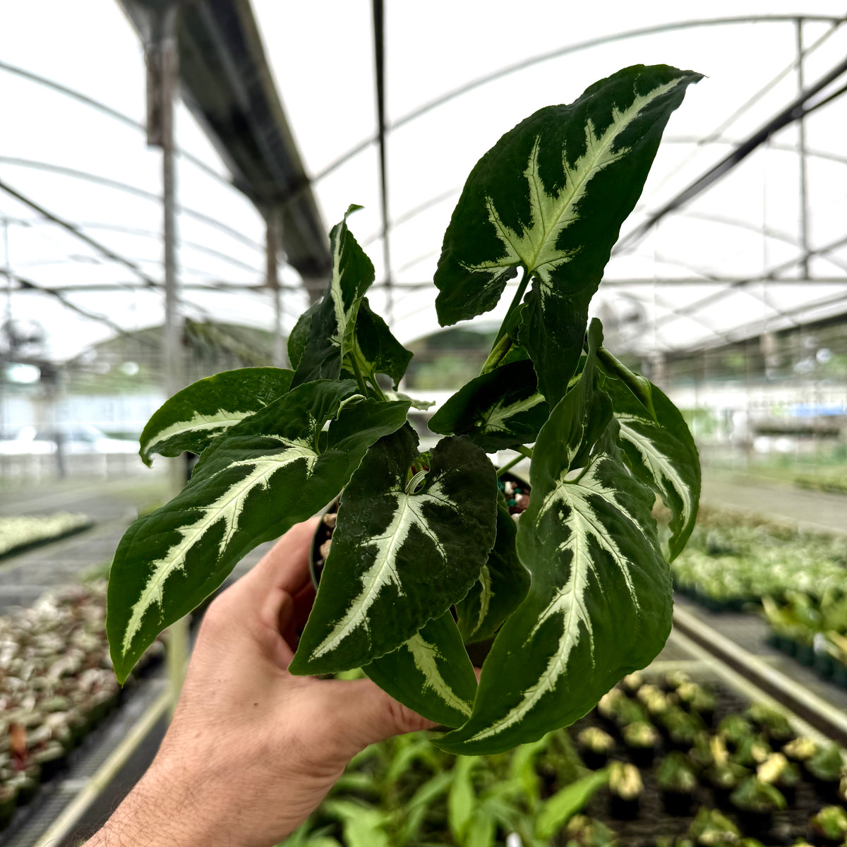 4” Syngonium wendlandii