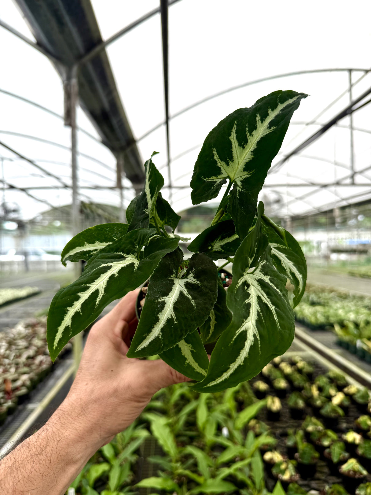 4” Syngonium wendlandii