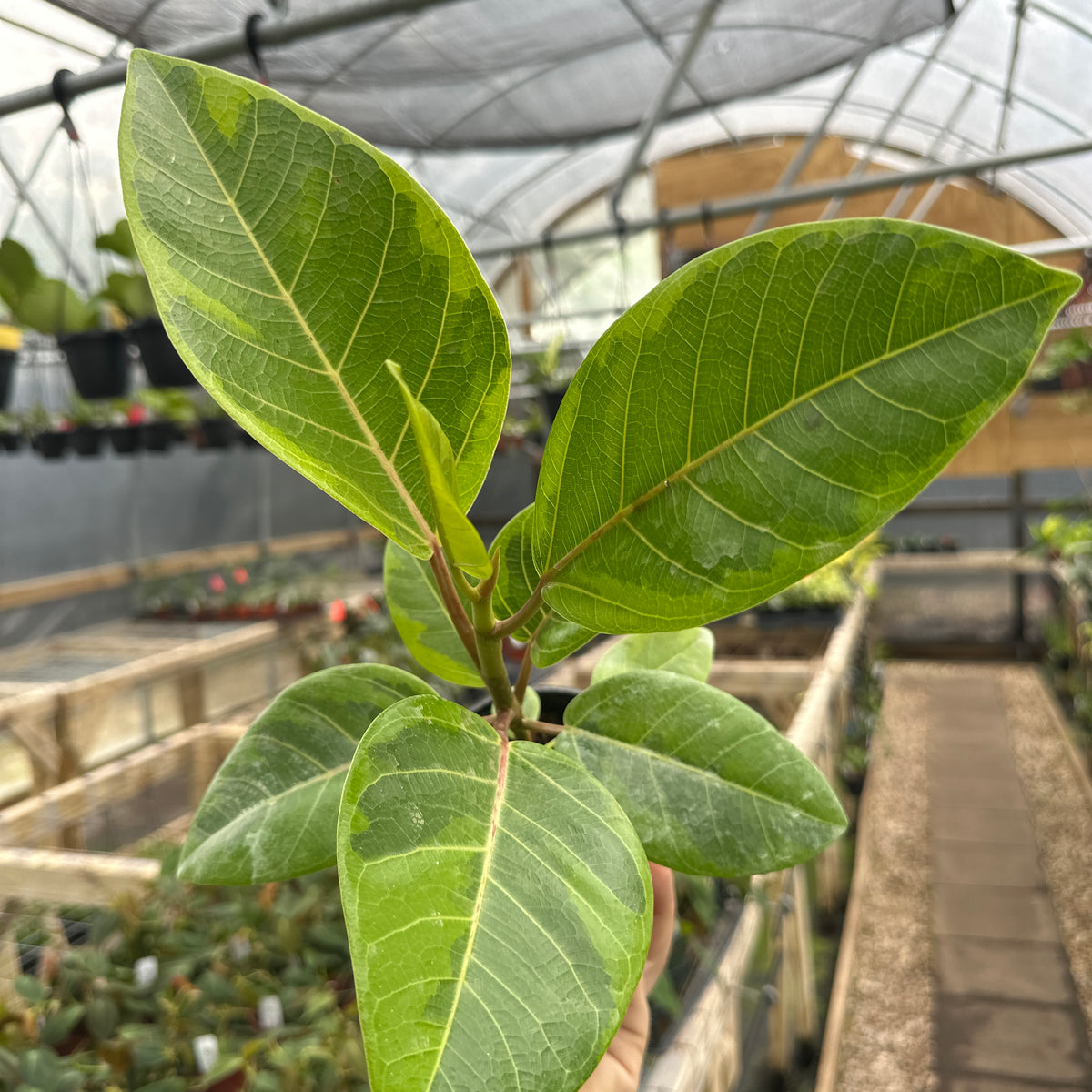 ficus altissima yellow gem height 4" Ficus altissima 'Golden Gem' – Canopy Plant Co
