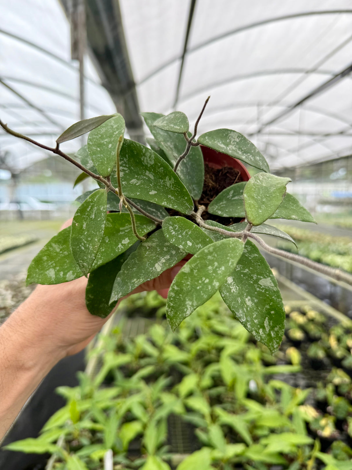 4” Hoya phuwuaensis 'Splash'