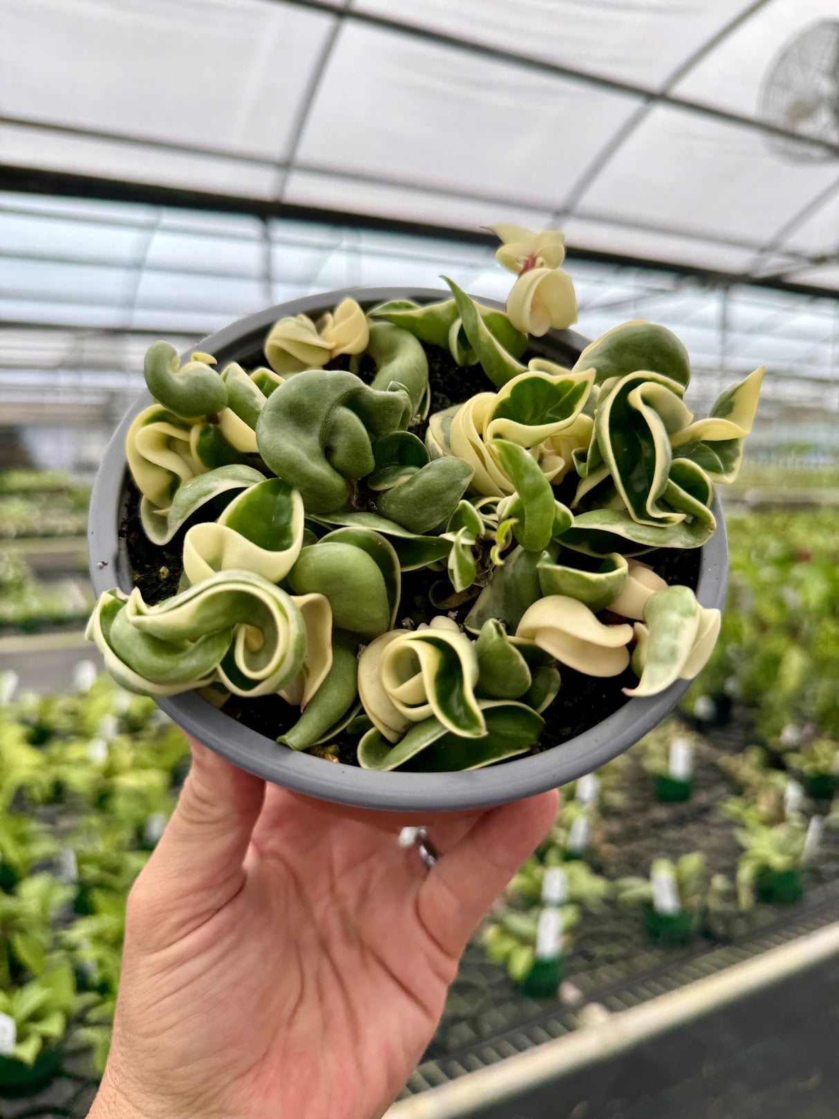 6" Hoya compacta variegated 'Rope'