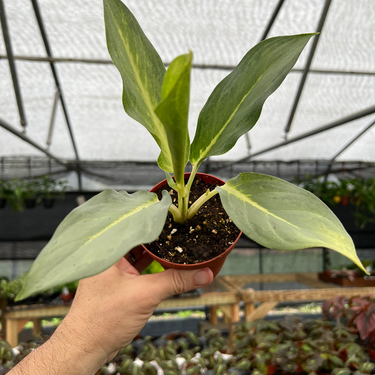 aglaonema frosted ghost 4” Aglaonema 'Ghost'