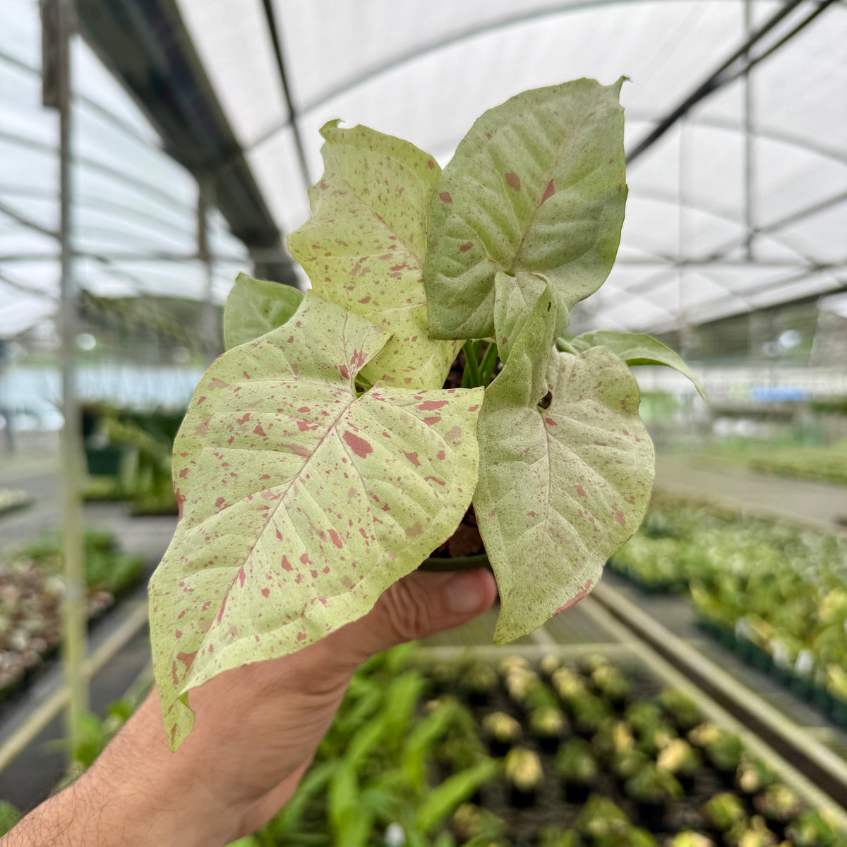 succulent confetti 4" Syngonium 'Milk Confetti' – Canopy Plant Co