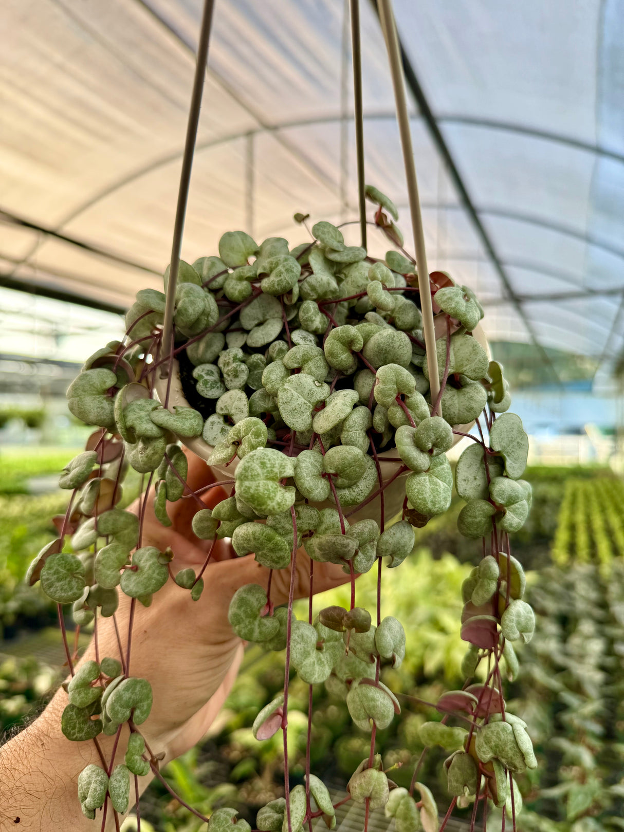 4” Ceropegia woodii ‘String of Hearts' hanging basket