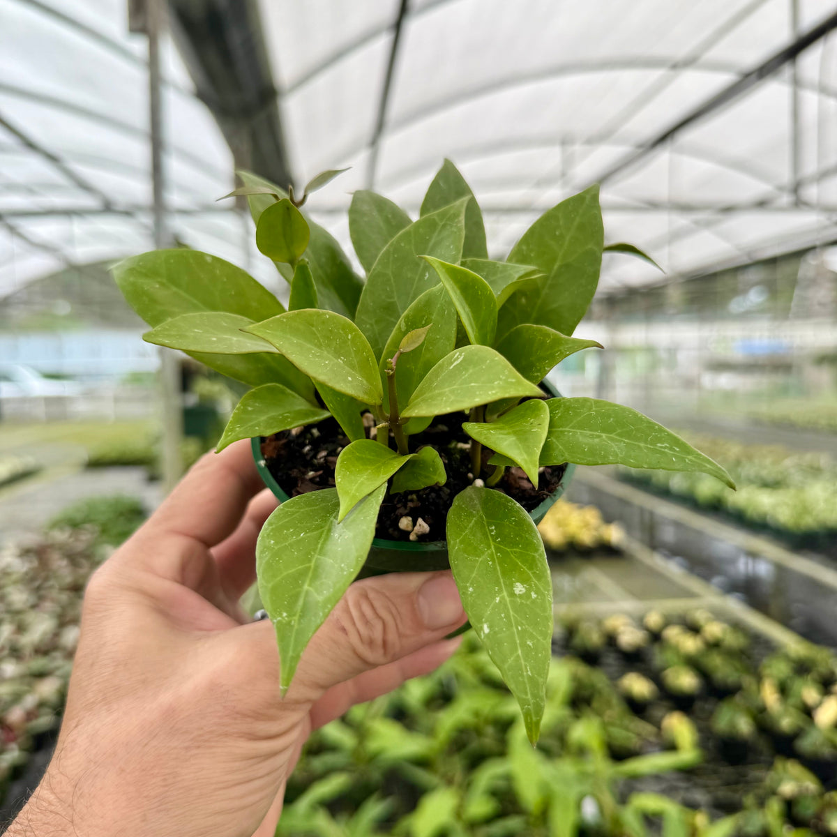4” Hoya 'Sunrise' – Canopy Plant Co