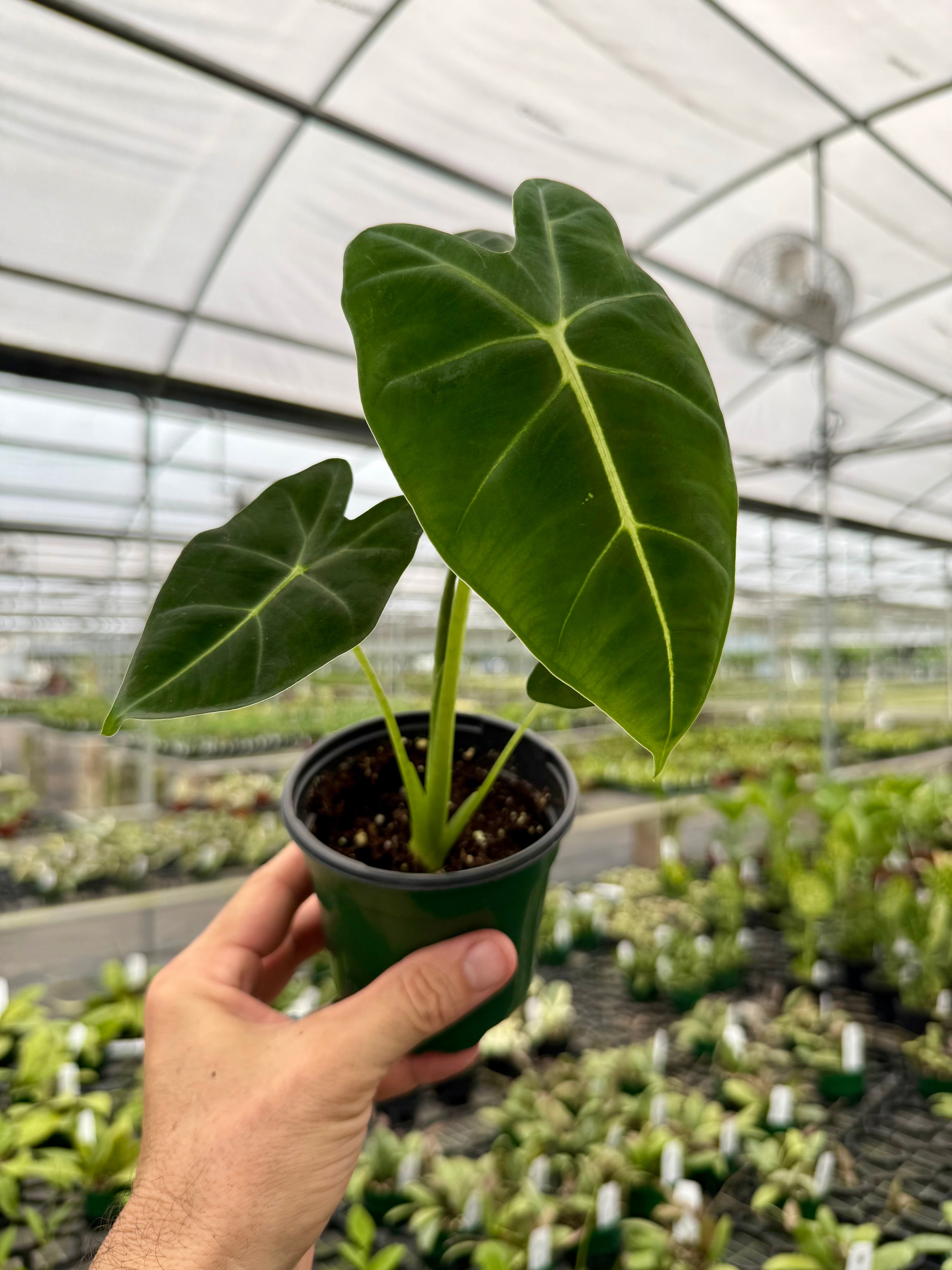 4” Alocasia 'Frydek' (micholitziana) – Canopy Plant Co.