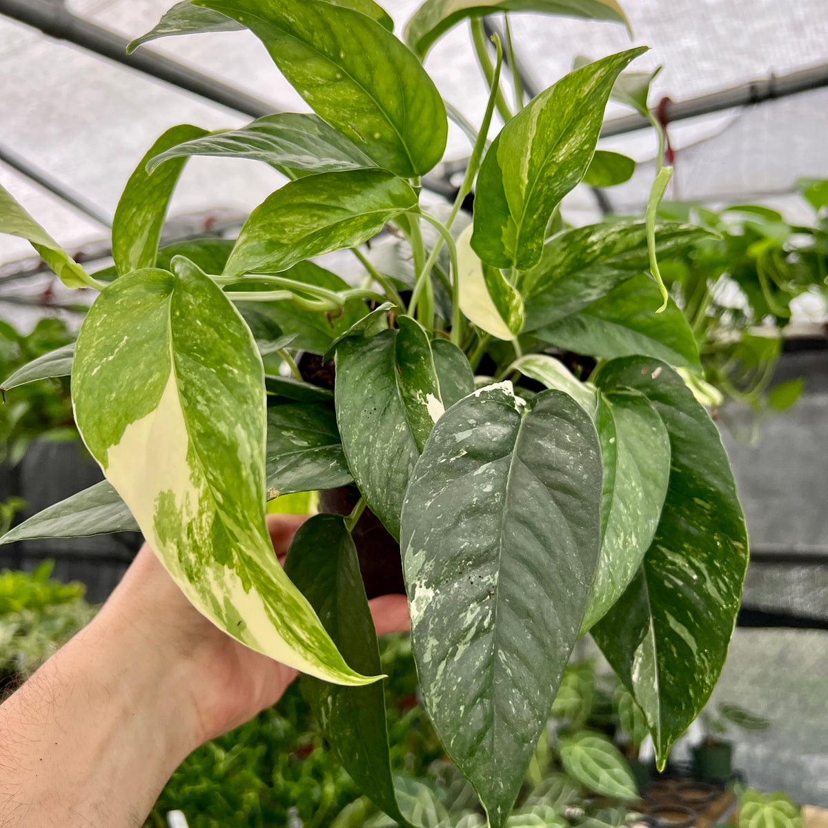 pothos pinnatum albo 6" Epipremnum pinnatum albo (variegated) – Canopy Plant Co