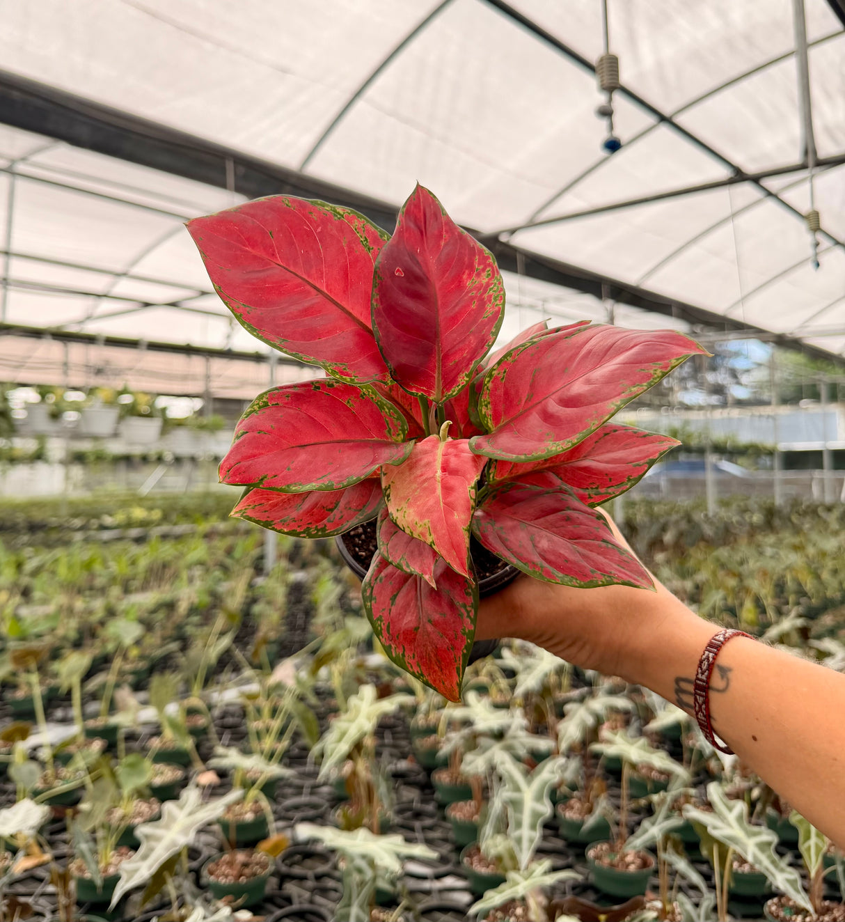 4” Aglaonema 'Black Maroon'