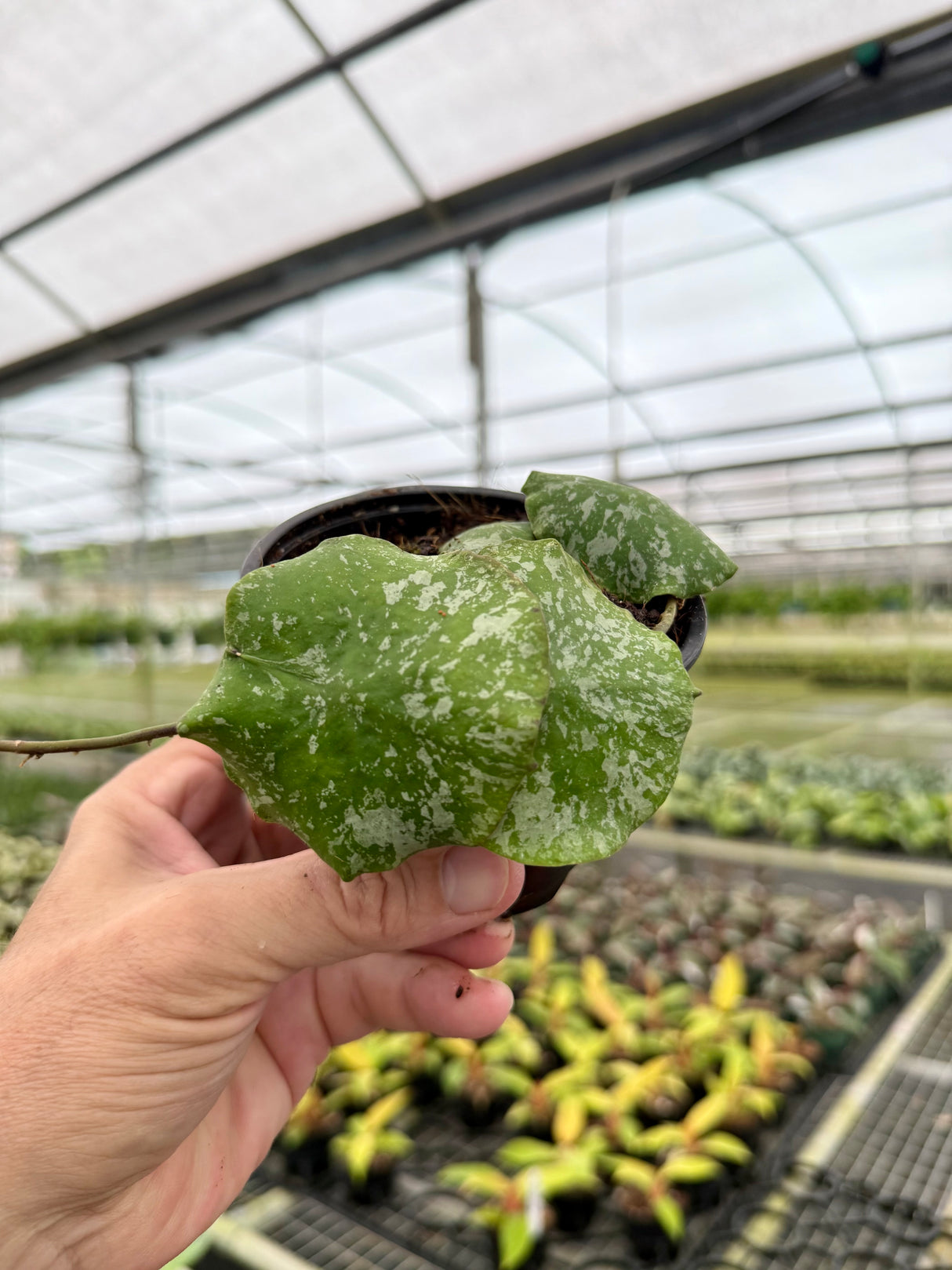 4" Hoya imbricata