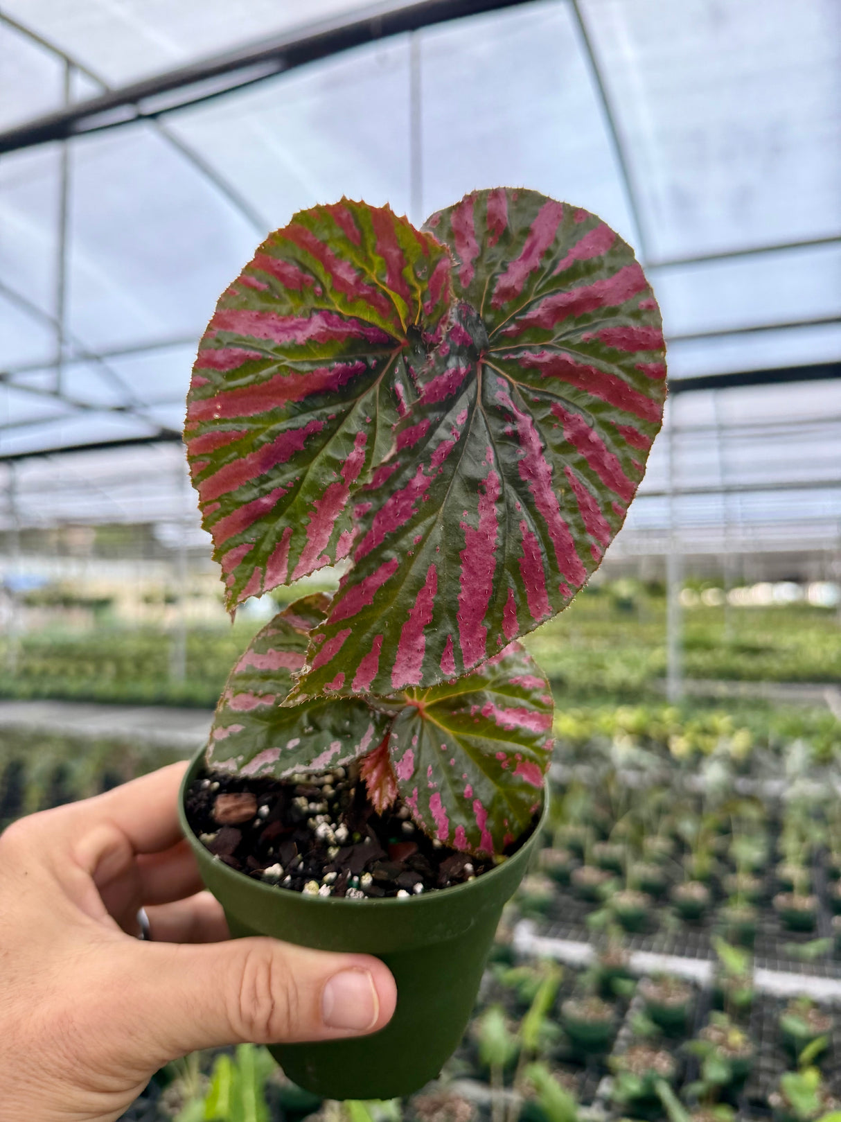 4" Begonia brevirimosa 'Exotica'