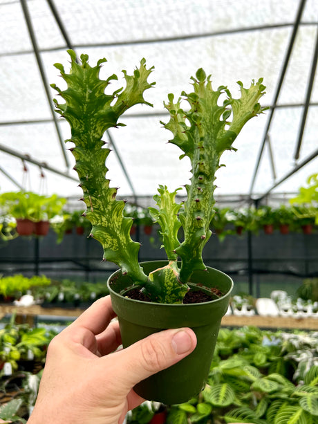 4” Euphorbia ‘Mint Cream’ - Canopy Plant Co.