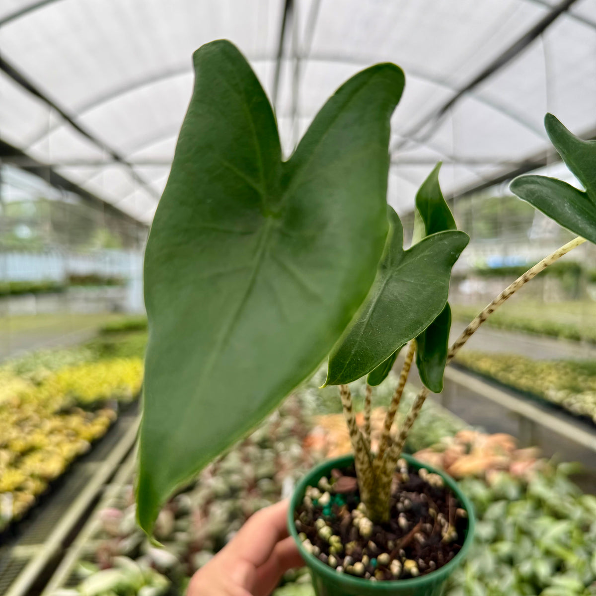 zebrina indoor plant 4” Alocasia 'Zebrina' – Canopy Plant Co