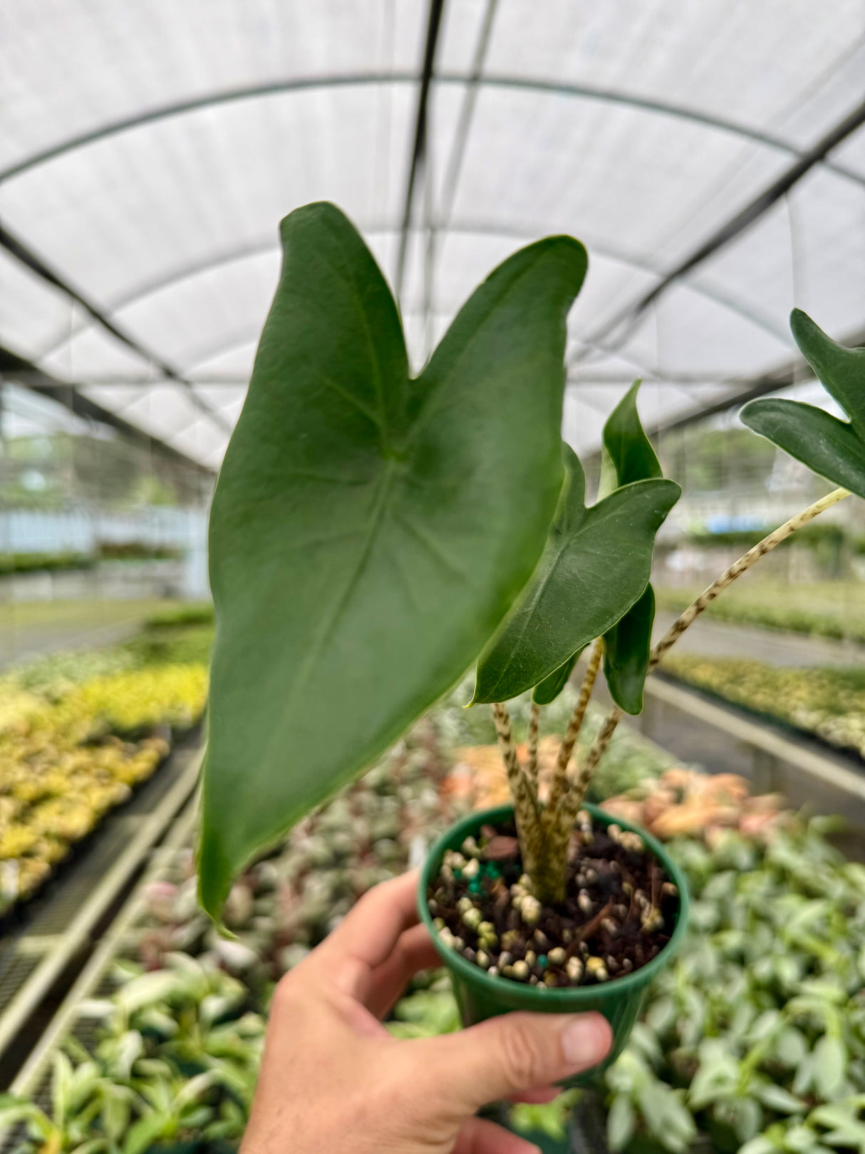 4” Alocasia 'Zebrina'
