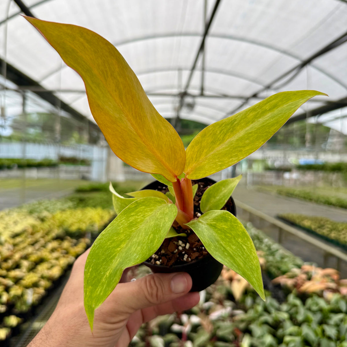 neon orange philodendron 4” Philodendron ‘Orange Marmalade’