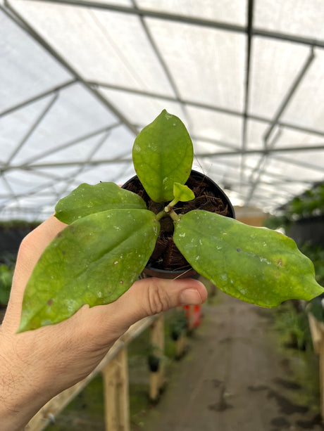 3” Hoya mitrata - Canopy Plant Co.