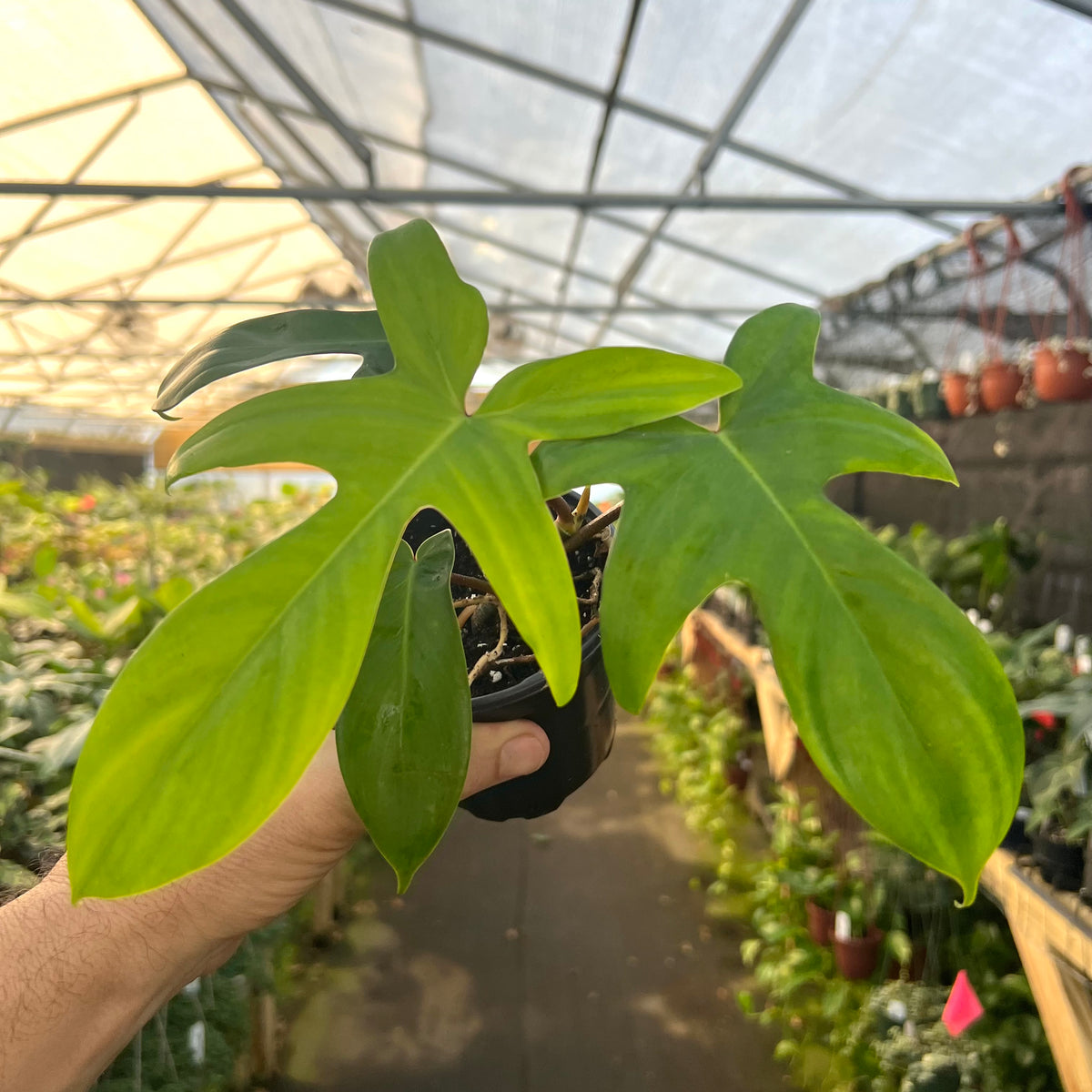 central florida tree philodendron 4" Philodendron 'Florida'
