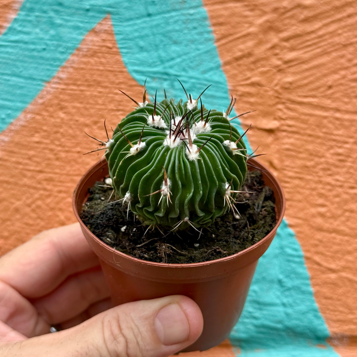 brain plant 3