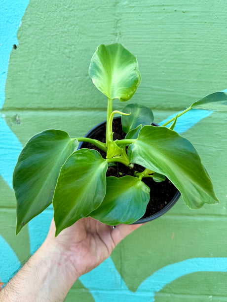 6" Philodendron rugosum