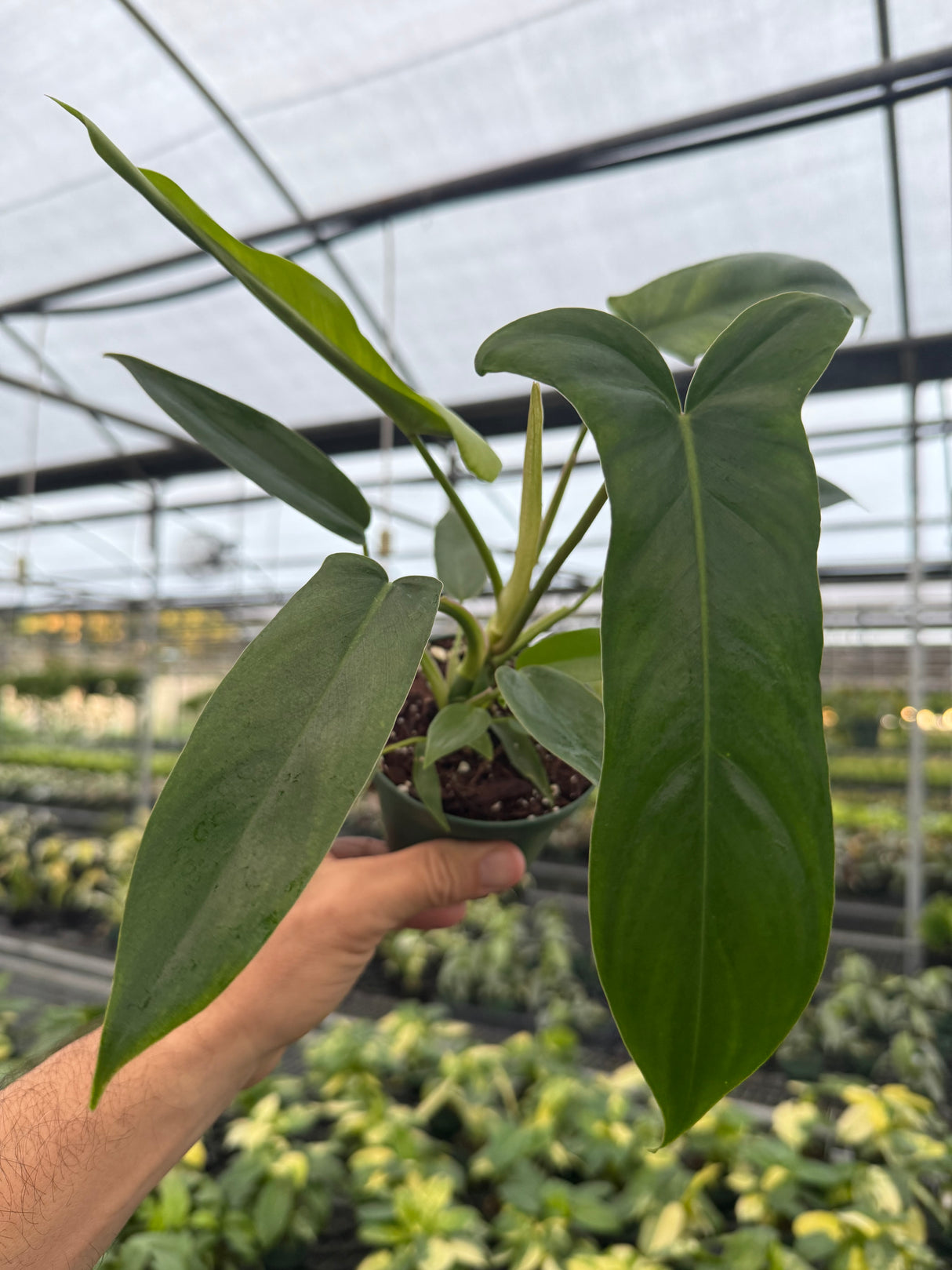 4" Philodendron 'Bette Waterbury' ('69686') - Canopy Plant Co.