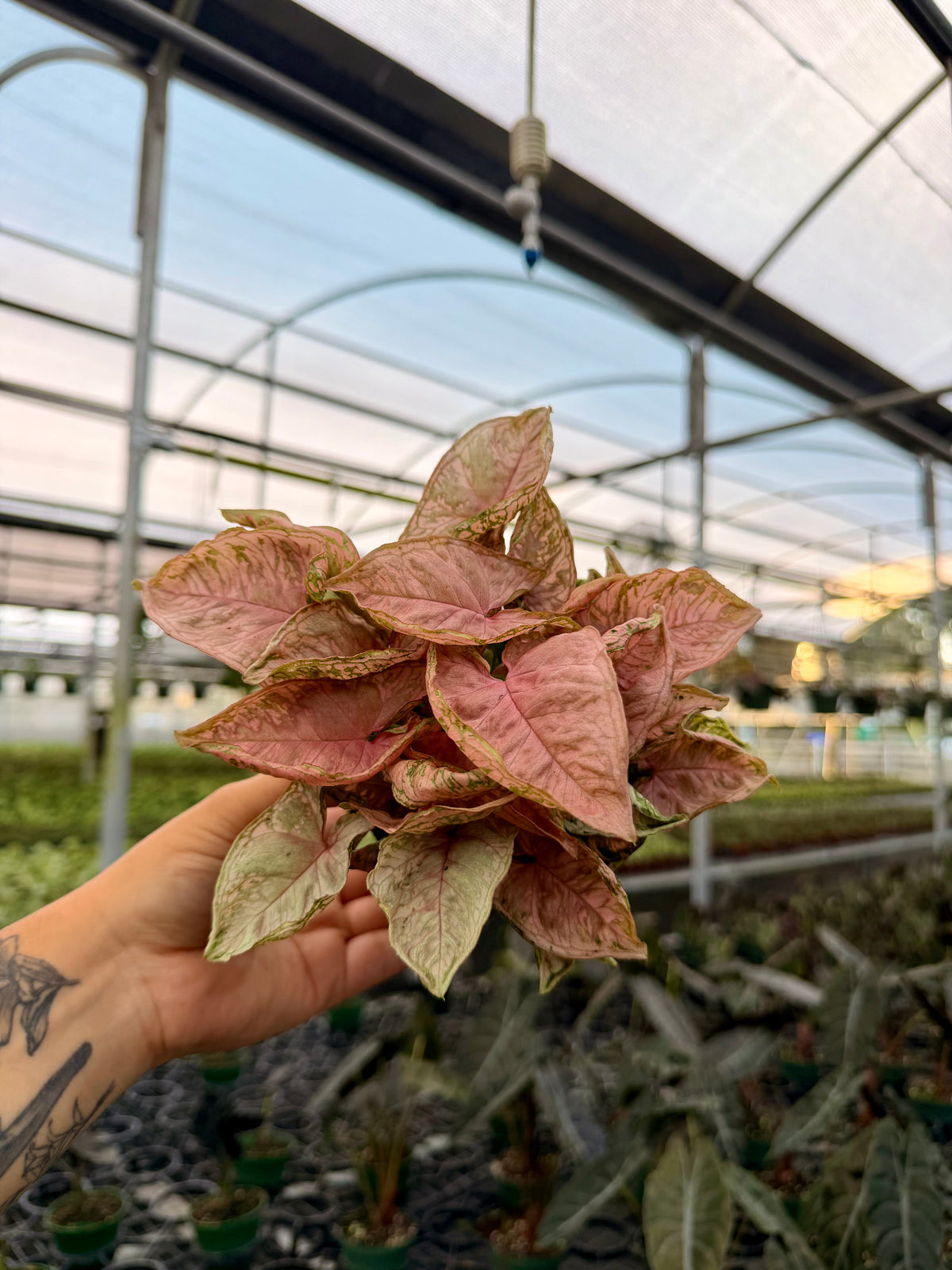 4” Syngonium 'Pink Rolli'