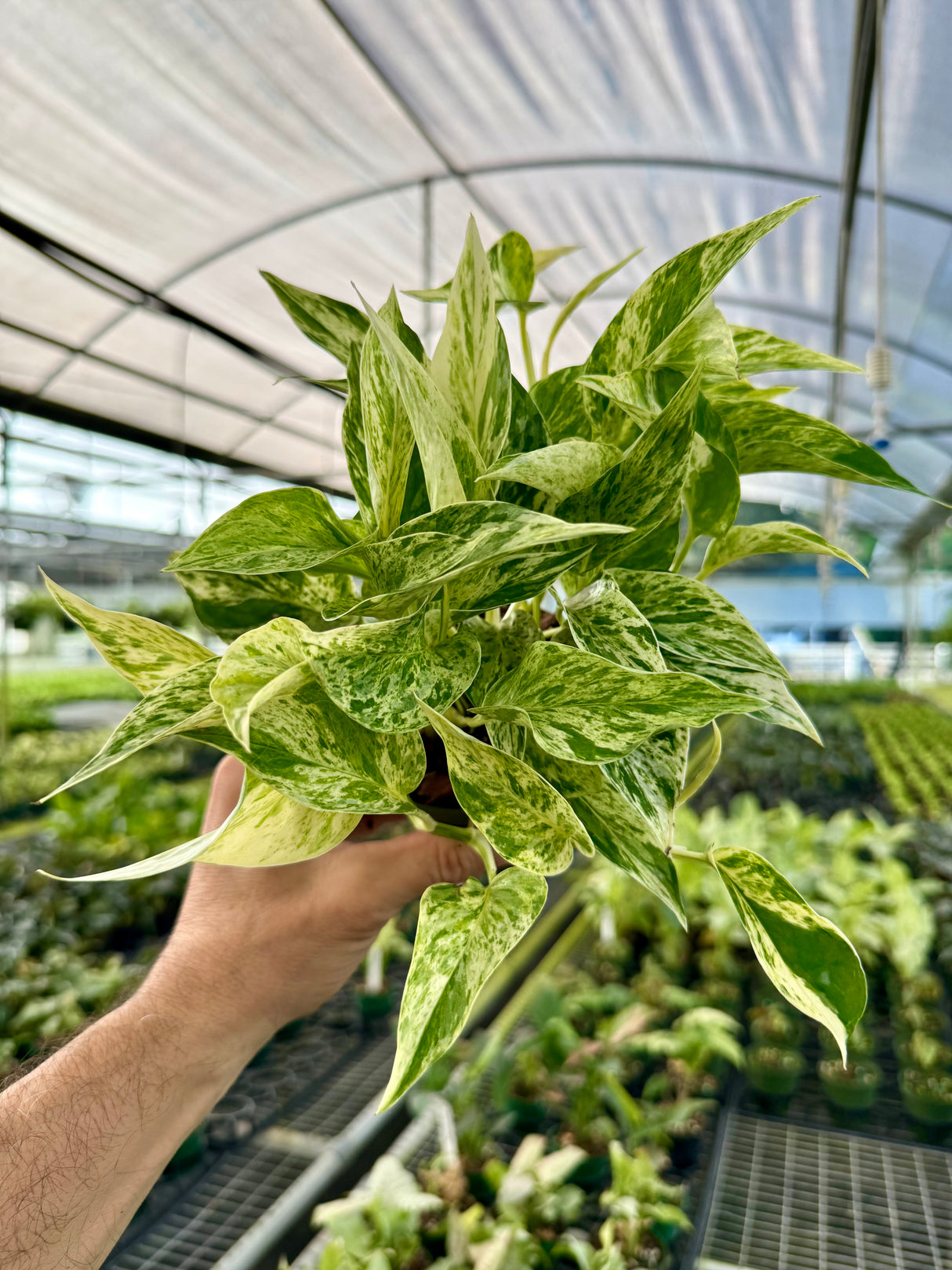 4" Pothos 'Marble Prince'