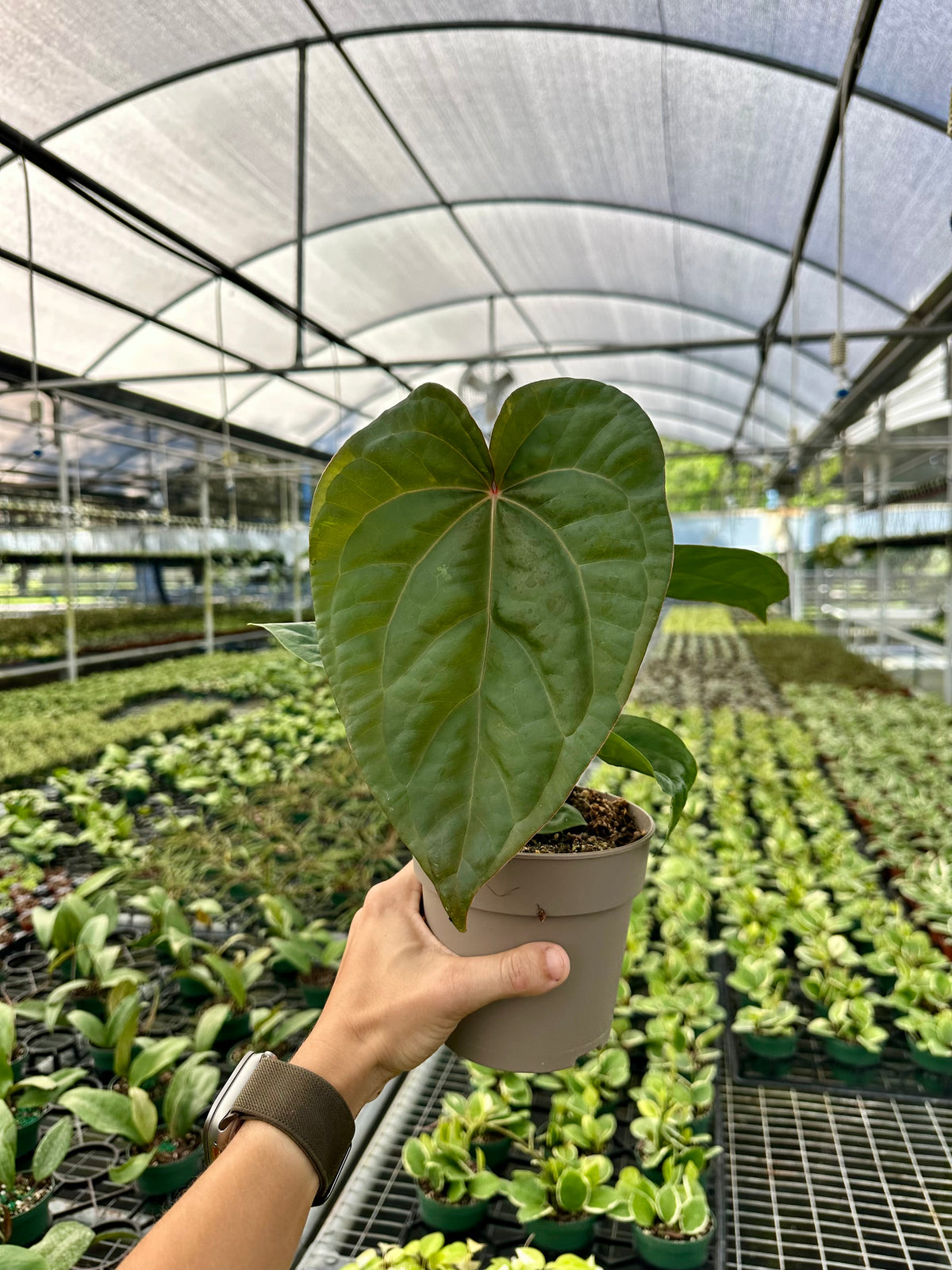 5" Anthurium luxurians x forgetii 'Dark Form' - Canopy Plant Co.