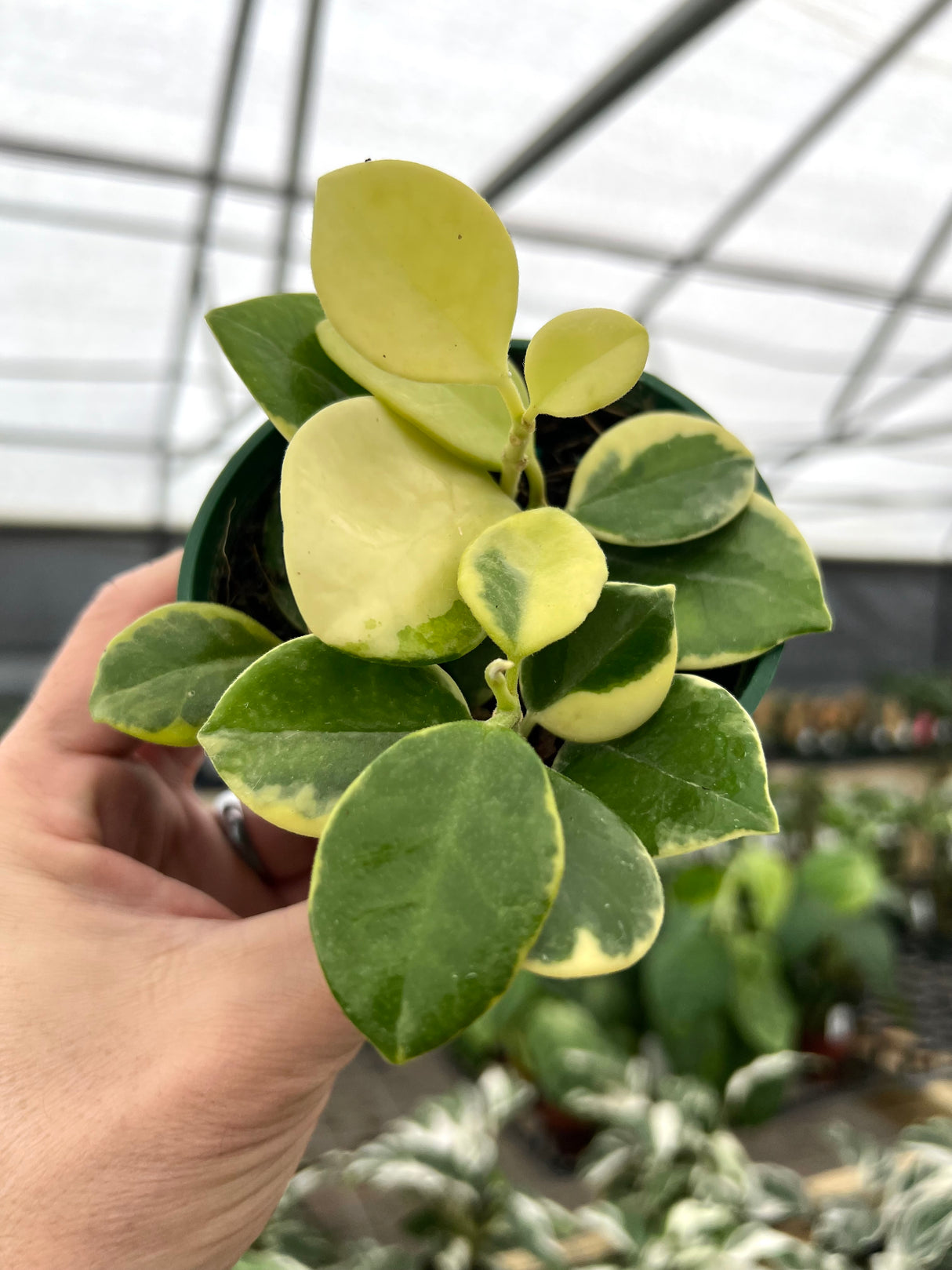 4" Hoya australis variegated (albo) - Canopy Plant Co.
