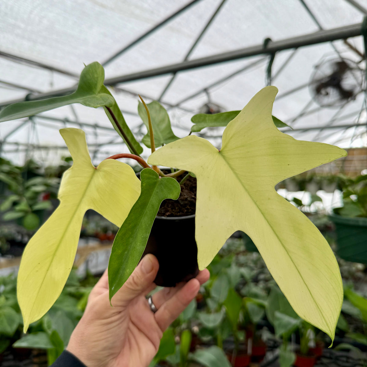 syngonium florida ghost 4” Philodendron ‘Florida Ghost’