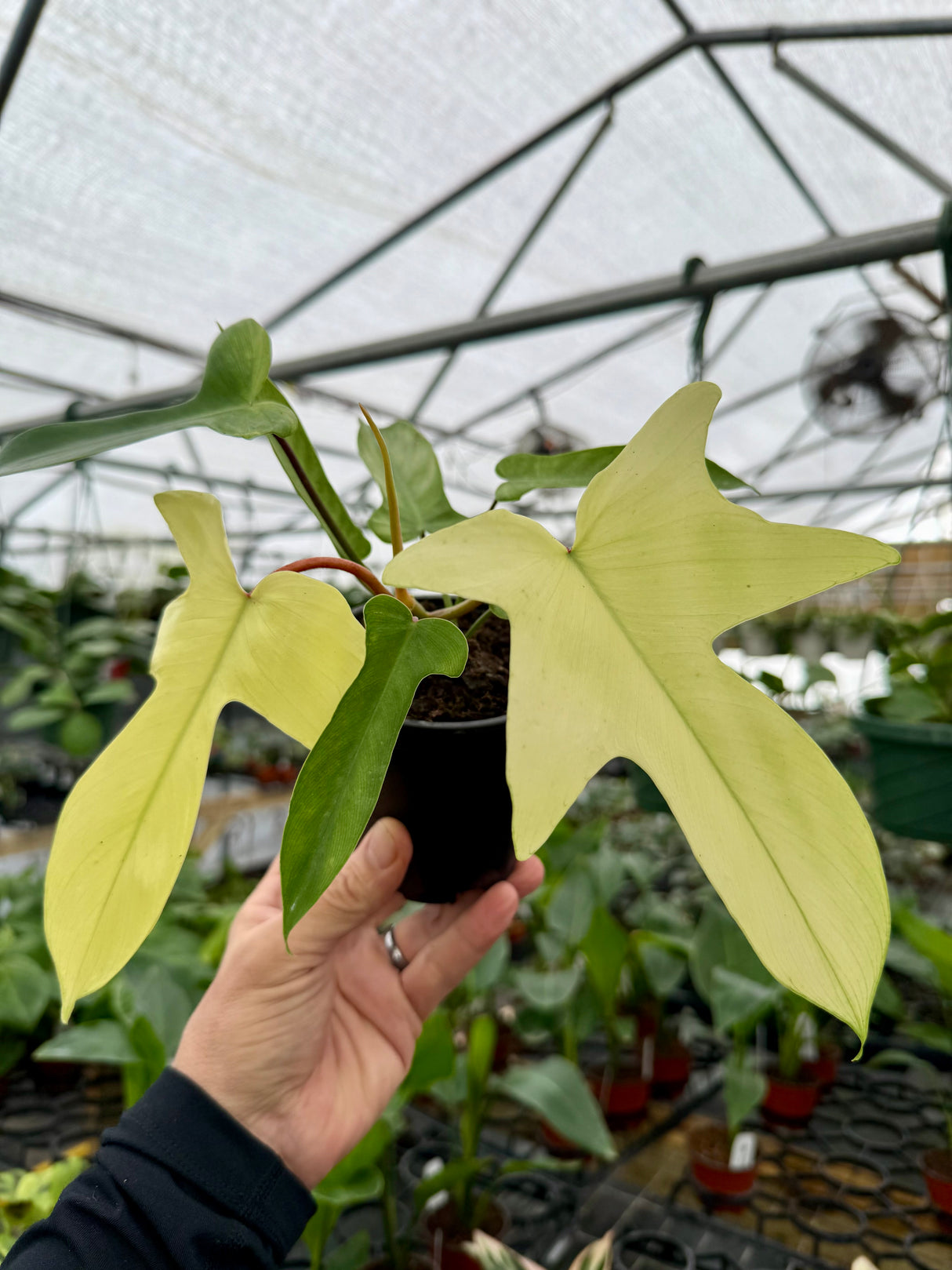 4” Philodendron ‘Florida Ghost’ - Canopy Plant Co.