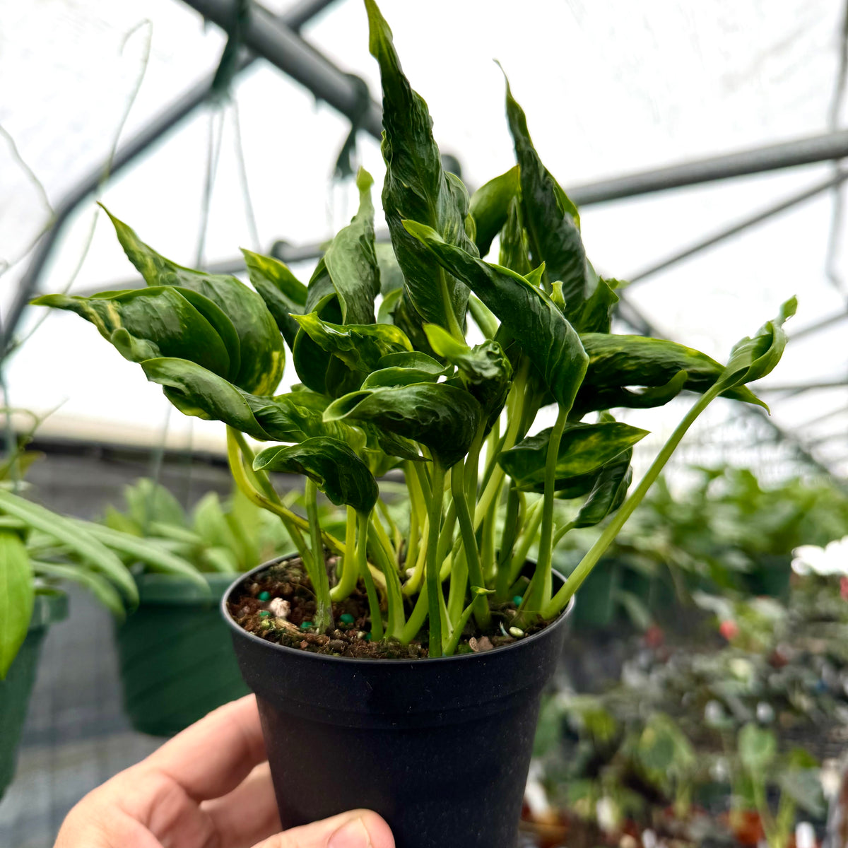 philodendron shangri la variegated 4