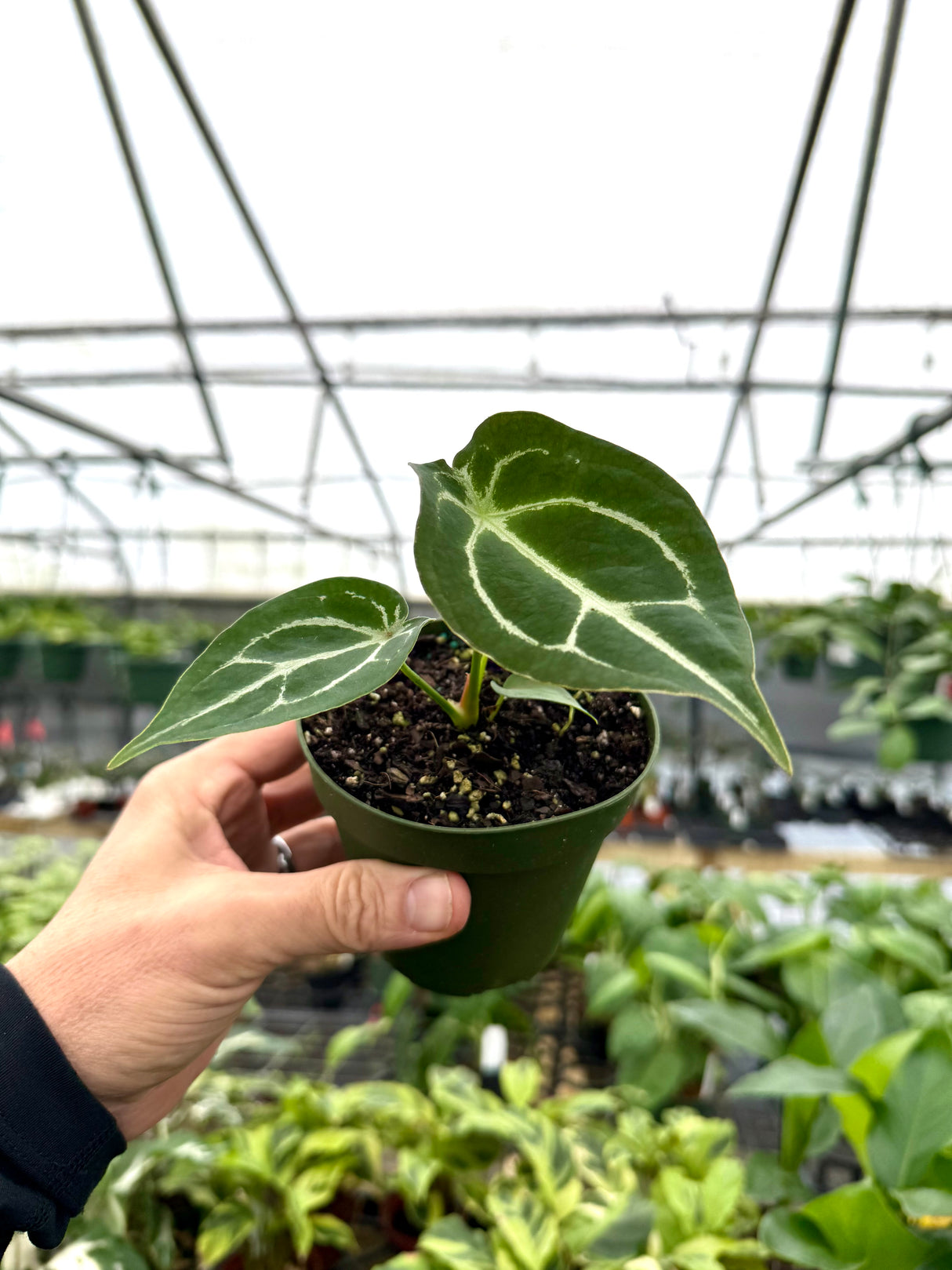 4" Anthurium forgetii - Canopy Plant Co.