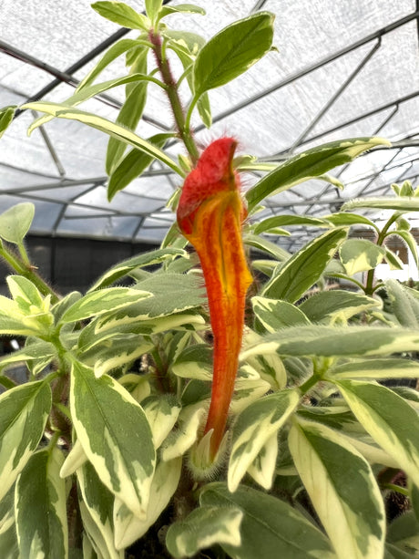 4" Columnea hirta 'Light Prince' - Canopy Plant Co.