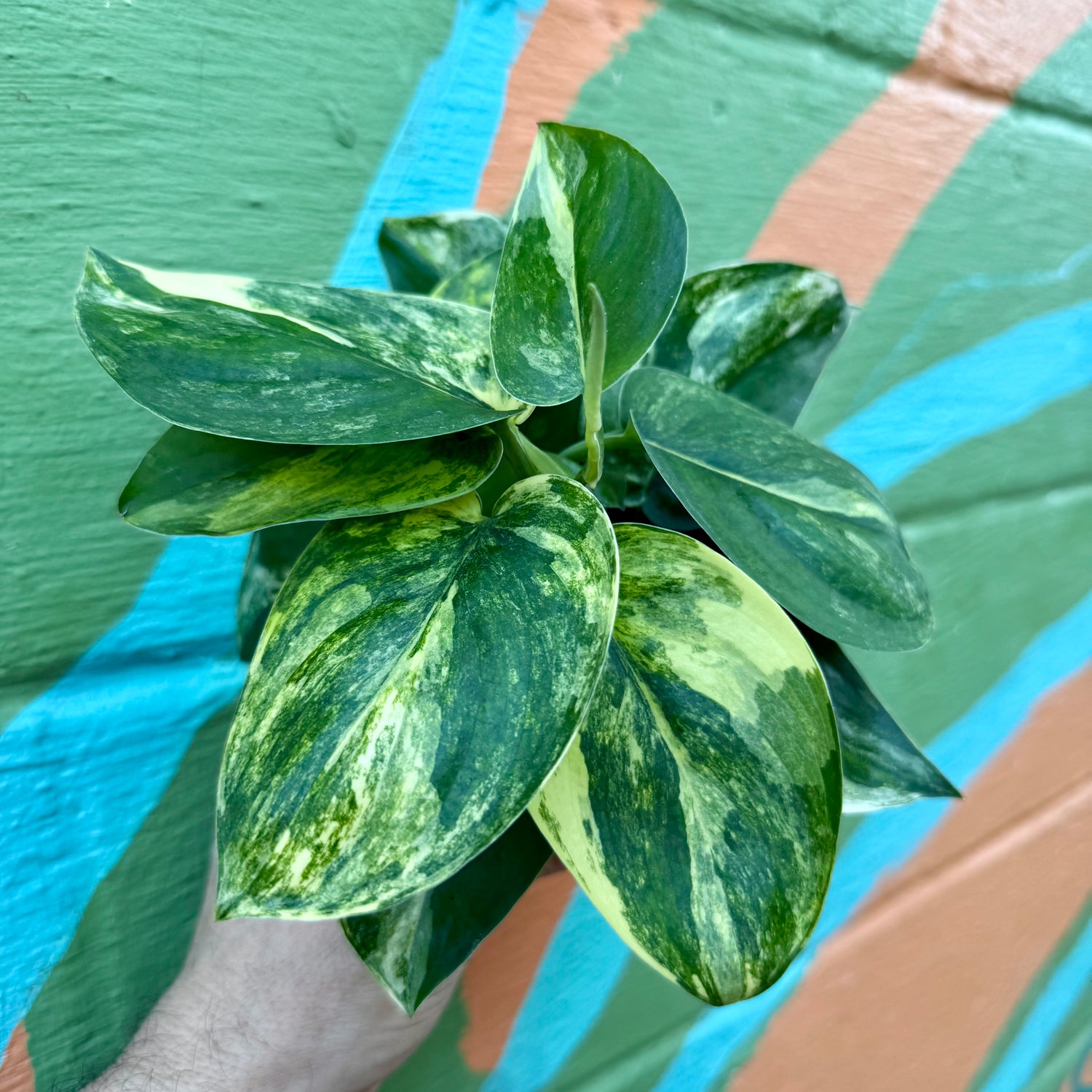4" Scindapsus 'Jade Satin' variegated - Canopy Plant Co.