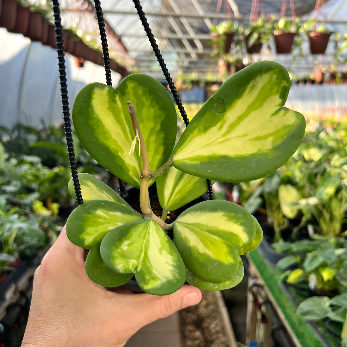 Hoya Kerrii Plante Artificielle Suspendue 90cm main image 1