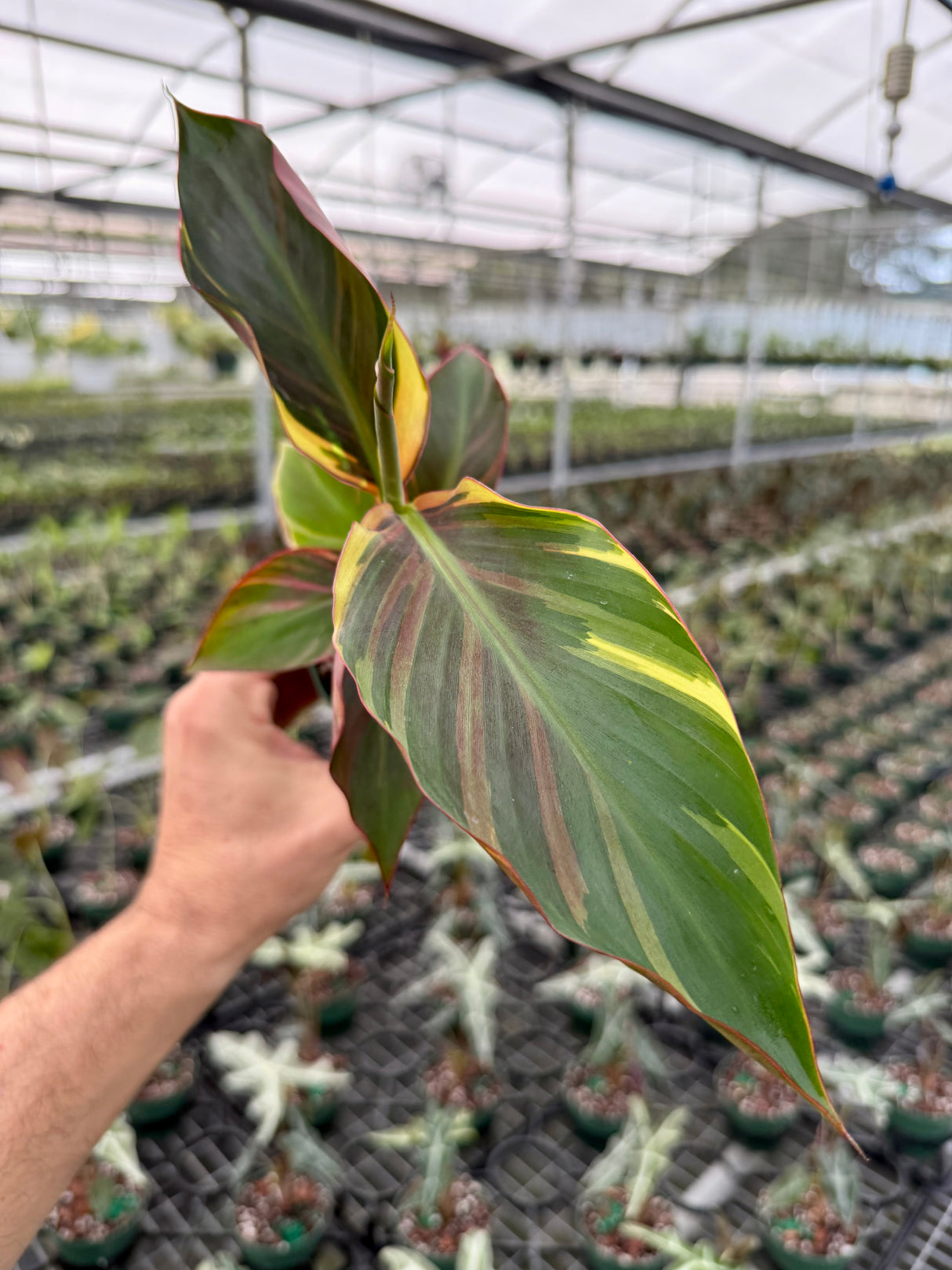 4" Musa Banana 'No No' pink variegated