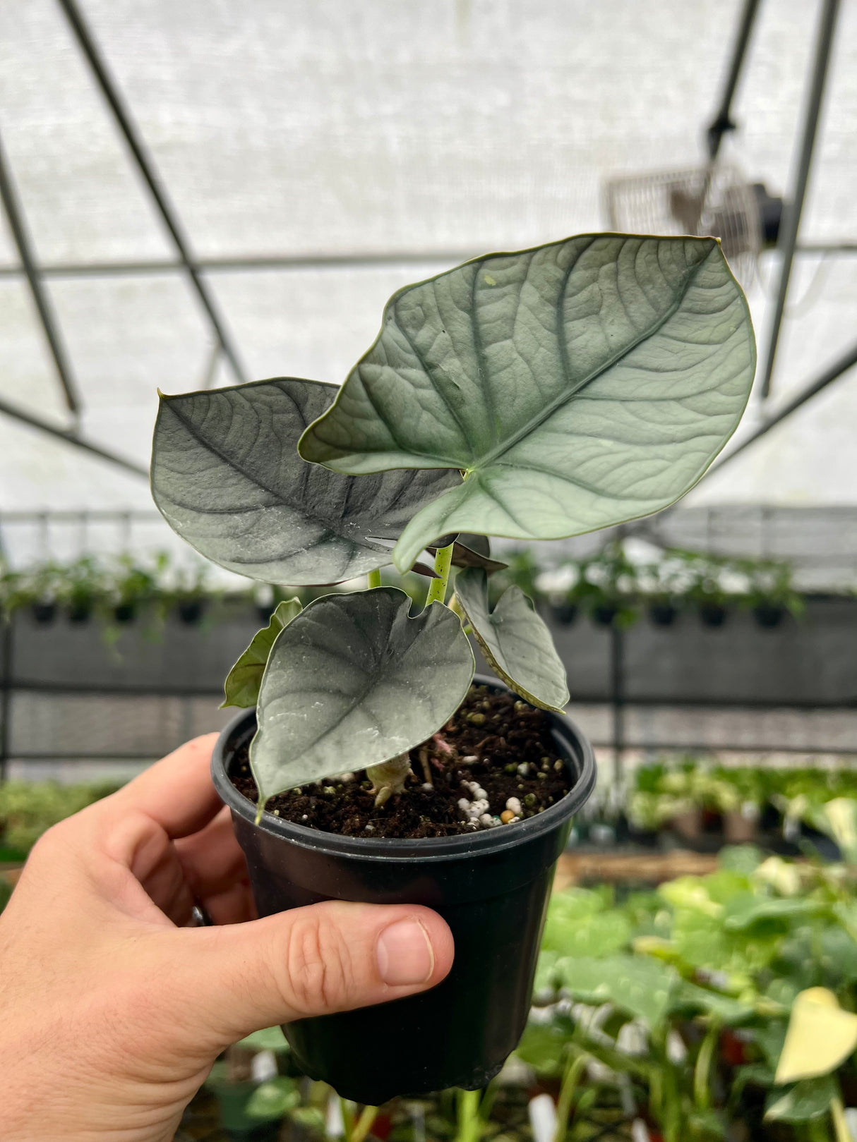 4" Alocasia Nebula - Canopy Plant Co.
