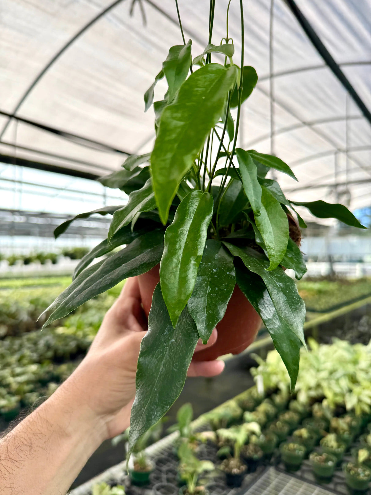6” Hoya archiboldiana (red flower)