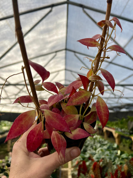 4" Hoya walliniana w/ trellis (sun stressed) - Canopy Plant Co.