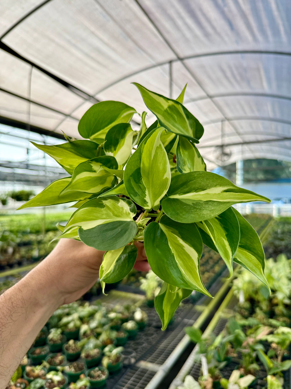 4” Philodendron ‘Cream Splash’
