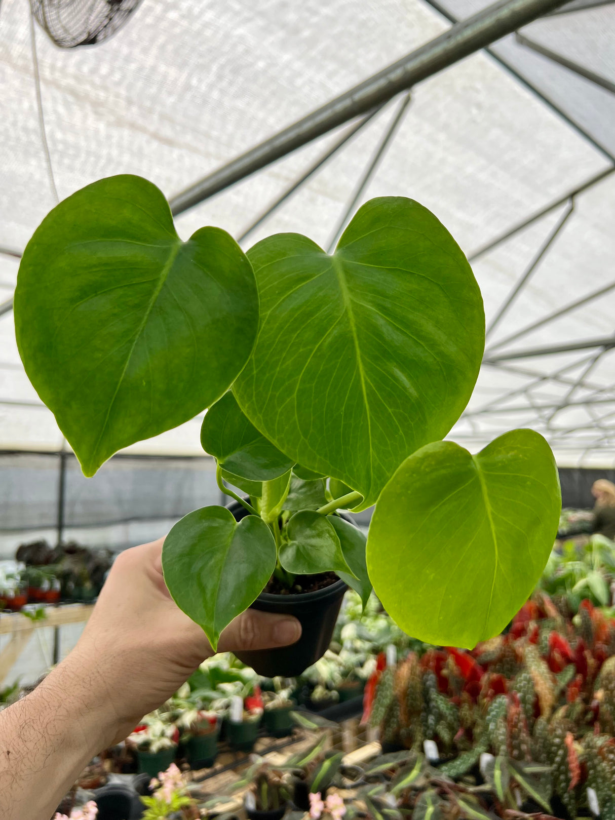 4" Monstera deliciosa - Canopy Plant Co.